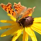 Papillon de mon jardin