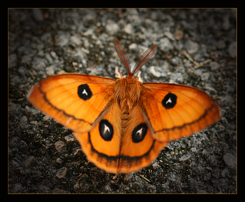 papillon de nuit