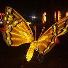 papillon de nuit