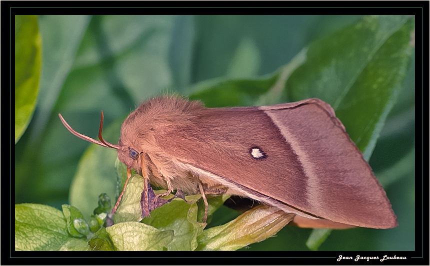 Papillon de nuit