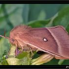 Papillon de nuit