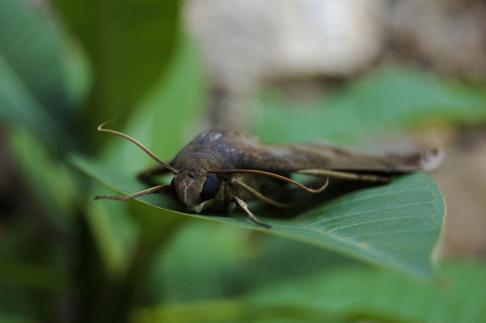 papillon de nuit