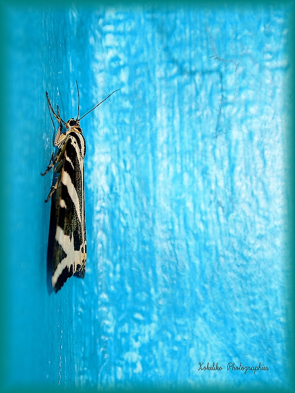 Papillon de nuit