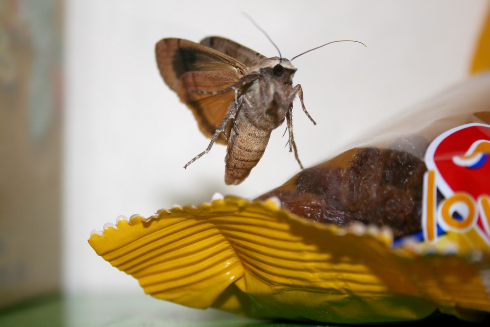 Papillon de nuit