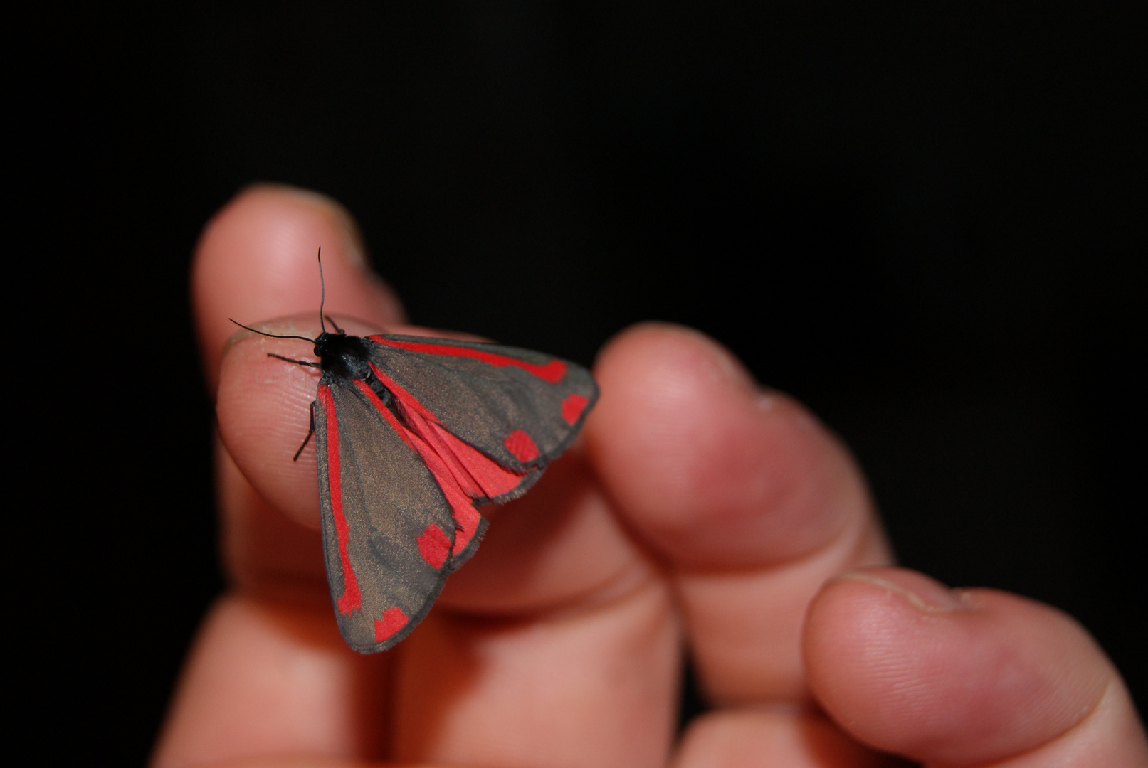 Papillon de nuit