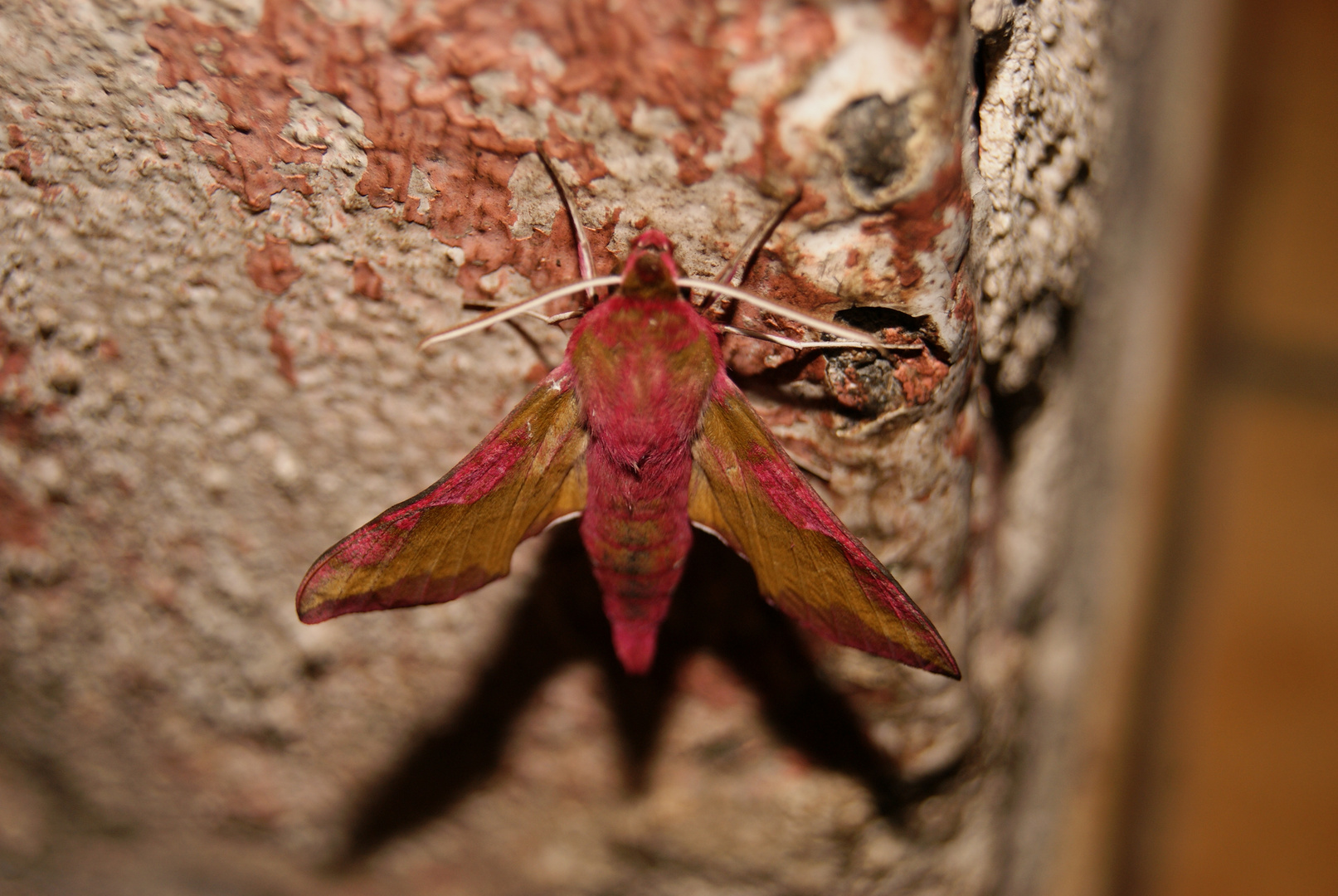 papillon de nuit ....................