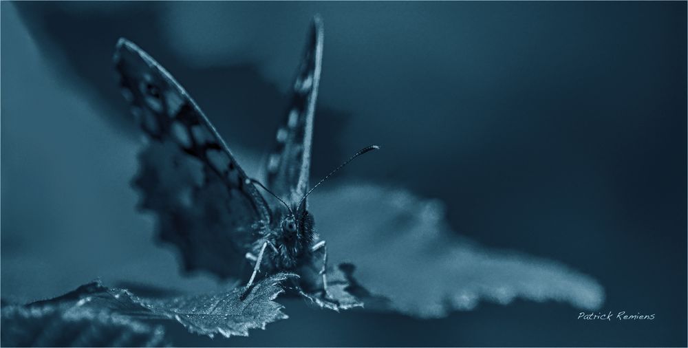 papillon de nuit