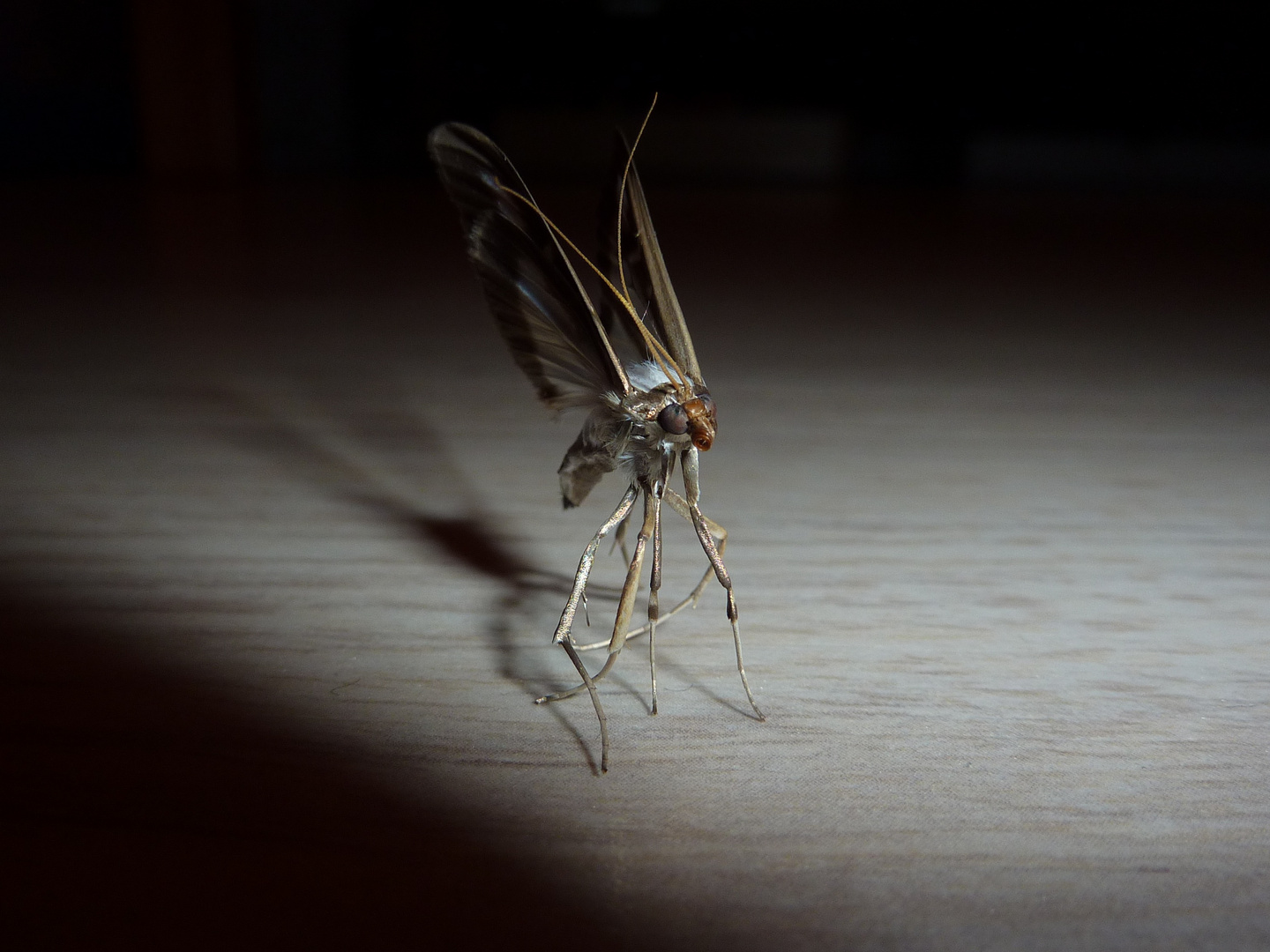 PAPILLON DE NUIT