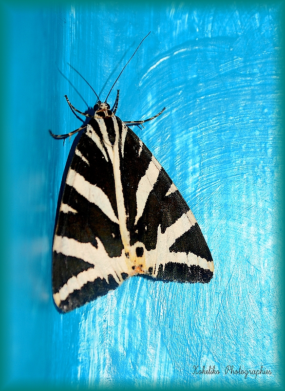 PAPILLON DE NUIT