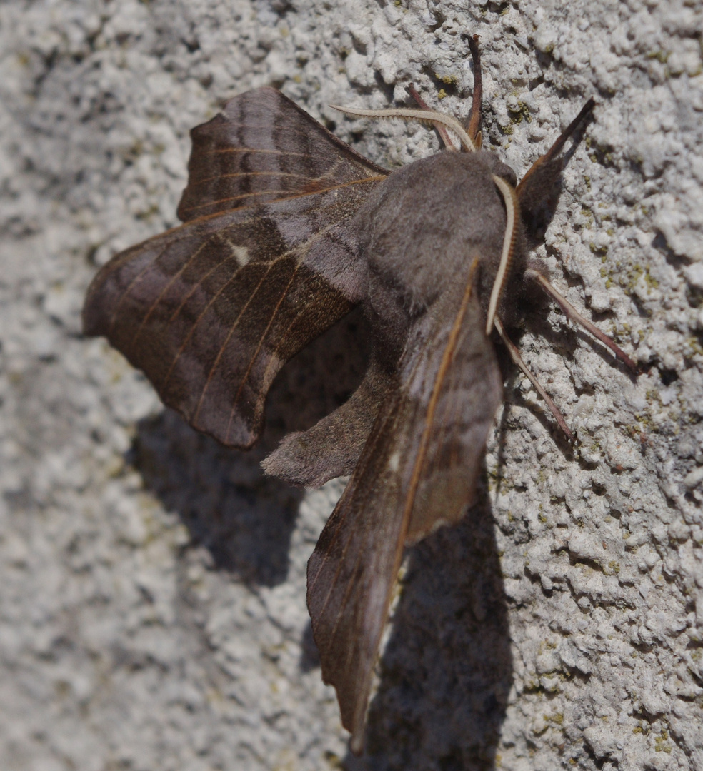 Papillon de nuit