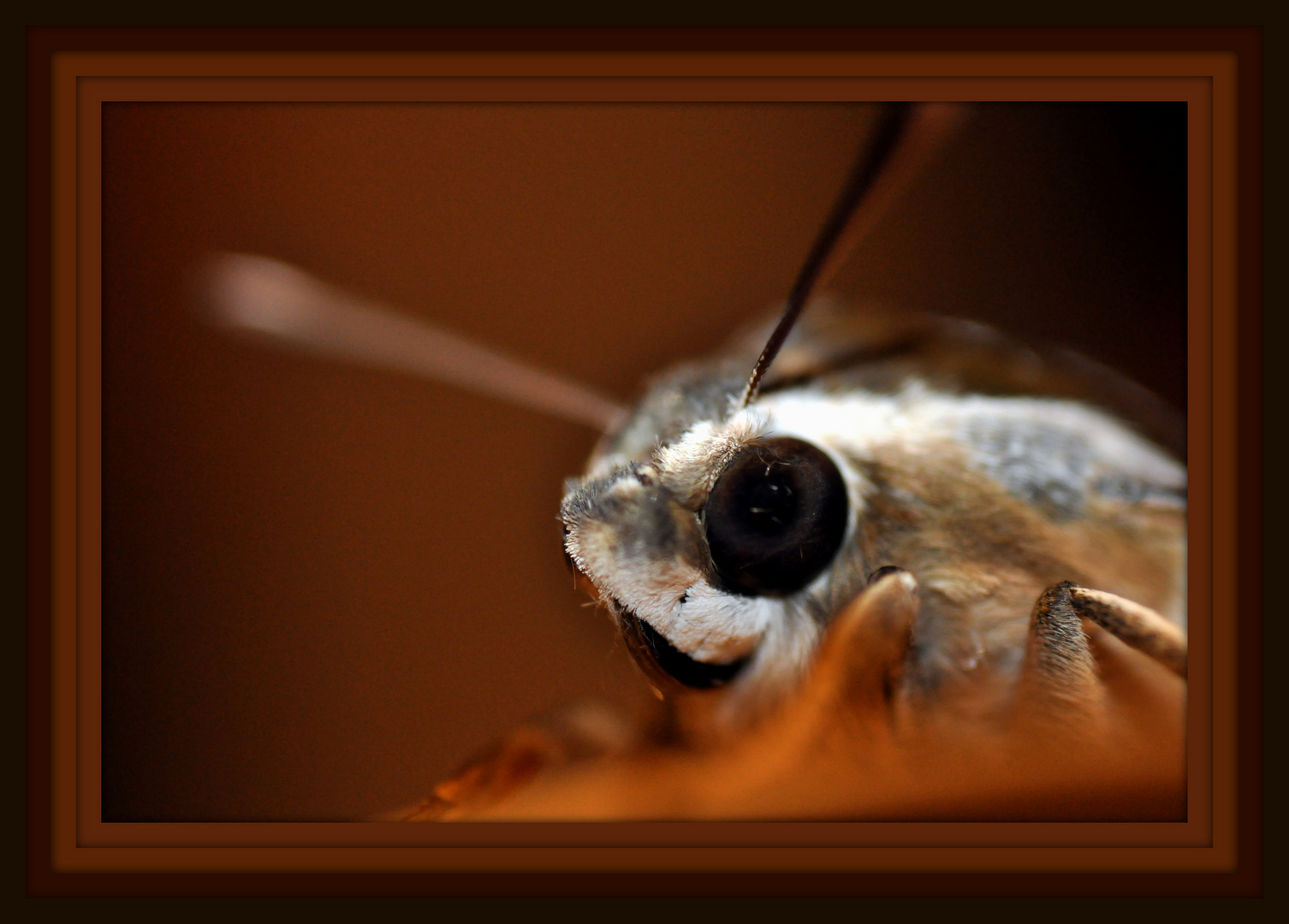 papillon de nuit