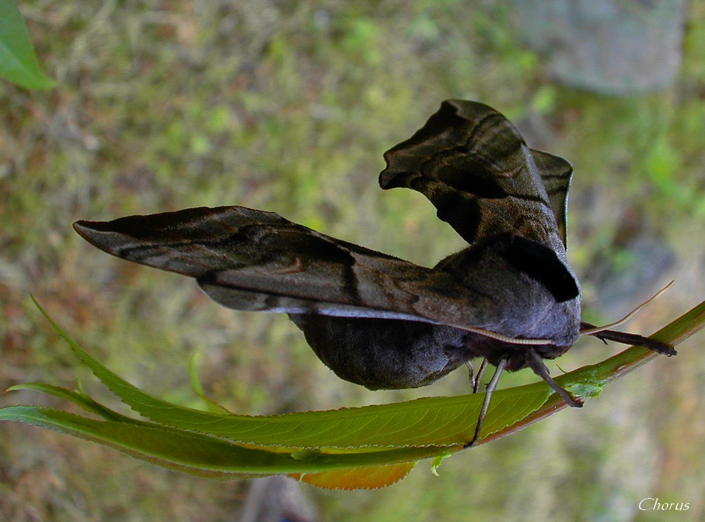 papillon de nuit