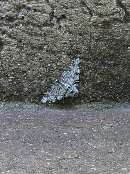 Papillon de nuit !