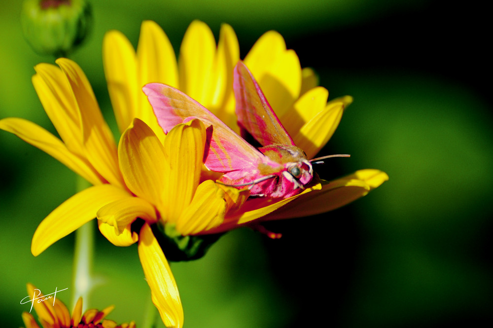 Papillon de nuit