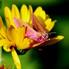 Papillon de nuit