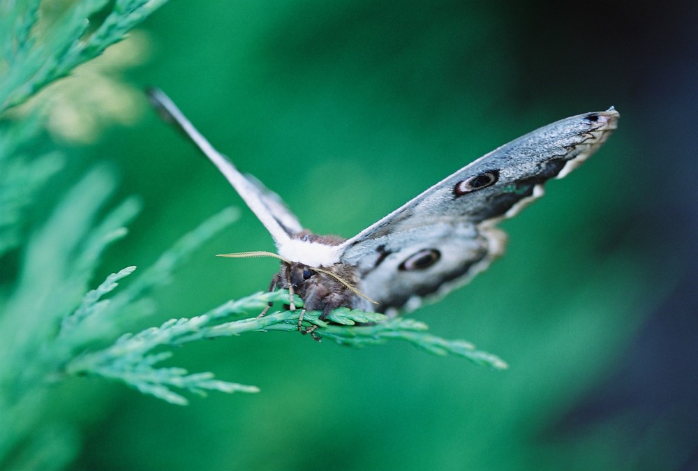 papillon de nuit