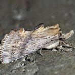 Papillon de nuit fascinant! - Ein zierlicher Zahnspinner (Pterostoma palpina)! *      