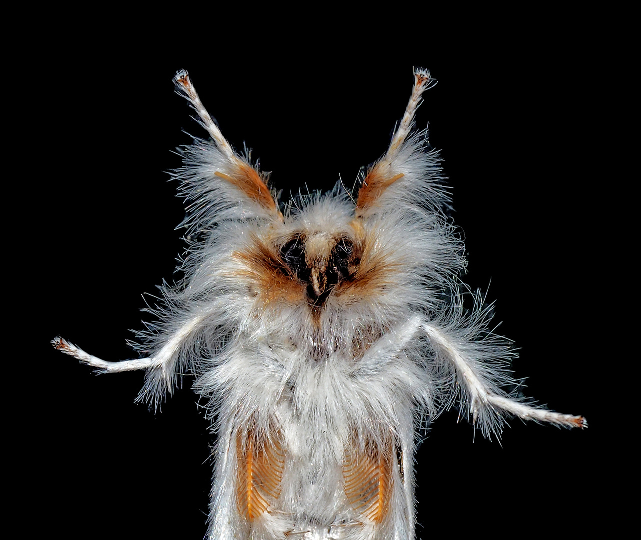 Papillon de nuit sur une vitre, un portrait! --- Euproctis similis: Der Schwan, ein Eulenfalter!