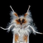 Papillon de nuit sur une vitre, un portrait! --- Euproctis similis: Der Schwan, ein Eulenfalter!