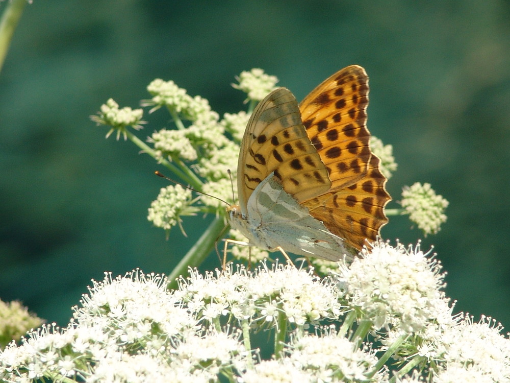 Papillon de printemps