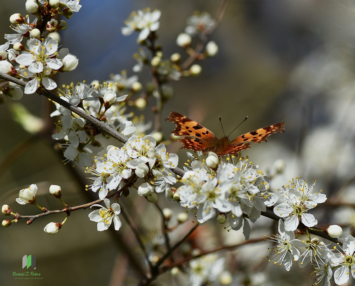 Papillon de printemps