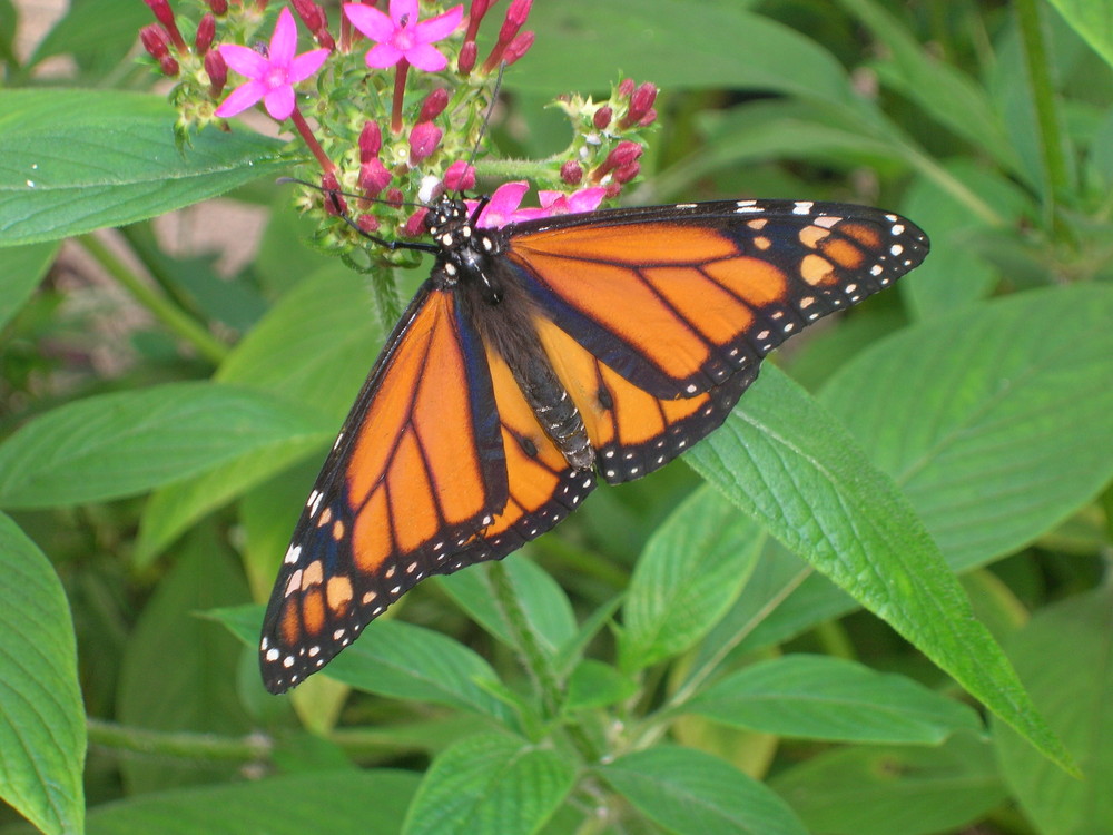 Papillon de printemps