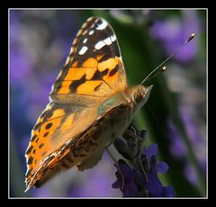 " Papillon de profil "