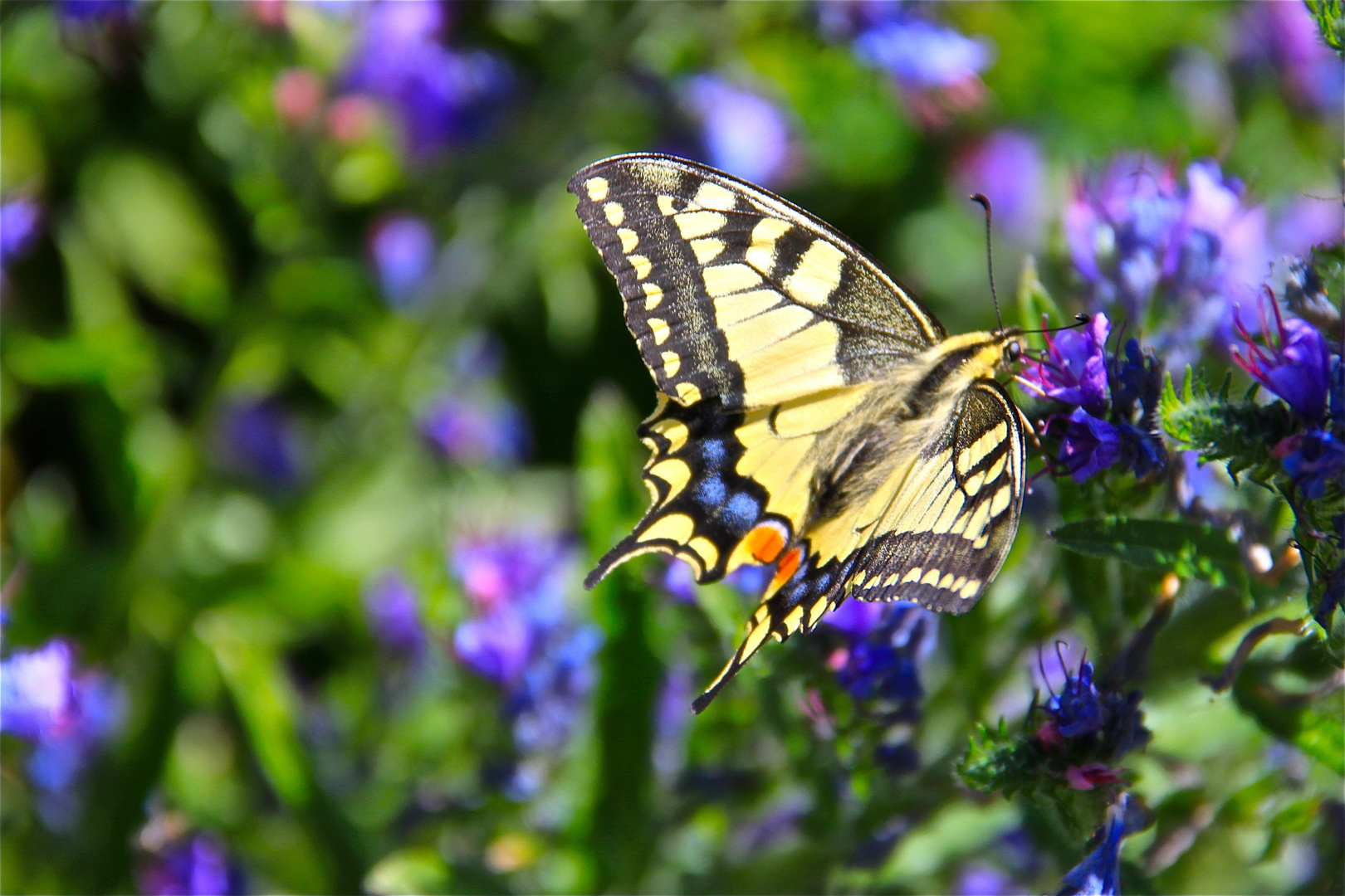 papillon de vicdessos