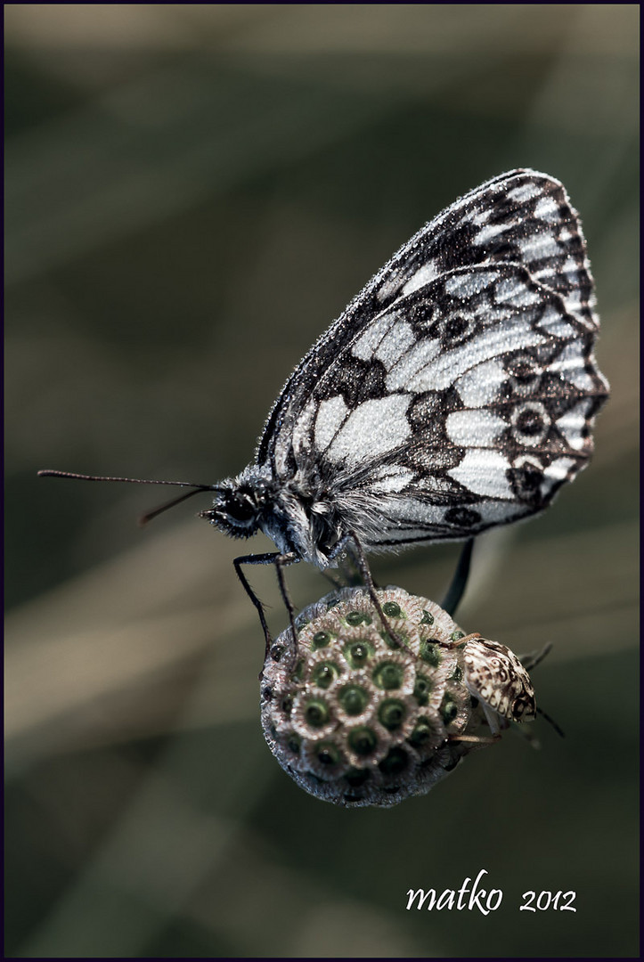 Papillon ''Demi deuil '' au reveil .