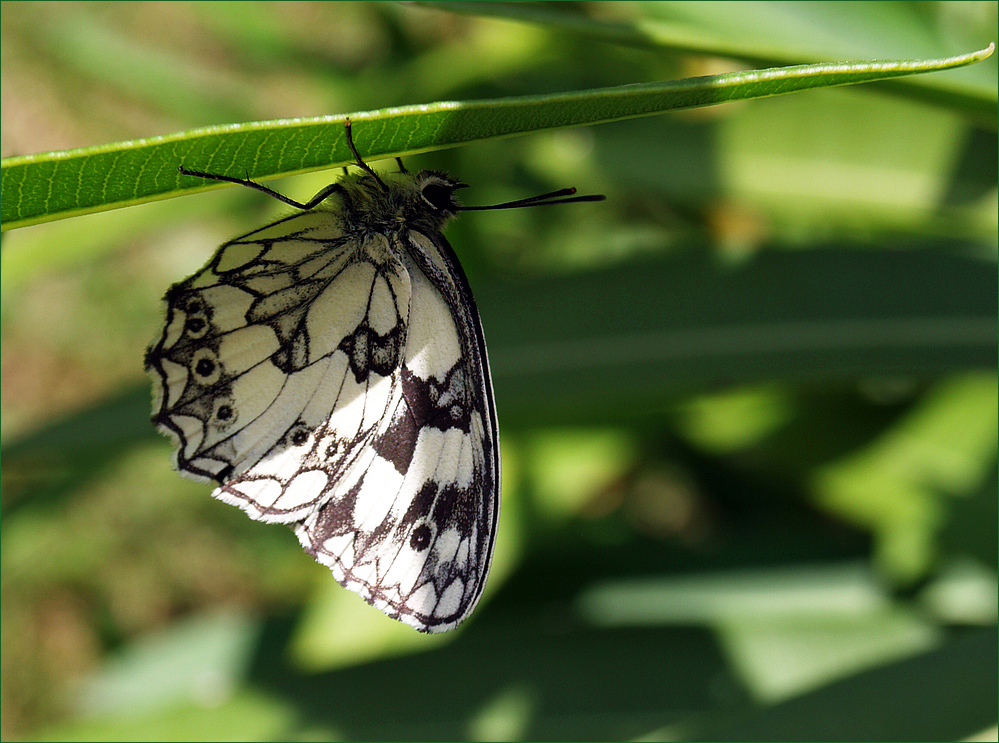 Papillon demi-deuil - Melanargia galathea Schmetterling