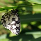 Papillon demi-deuil - Melanargia galathea Schmetterling