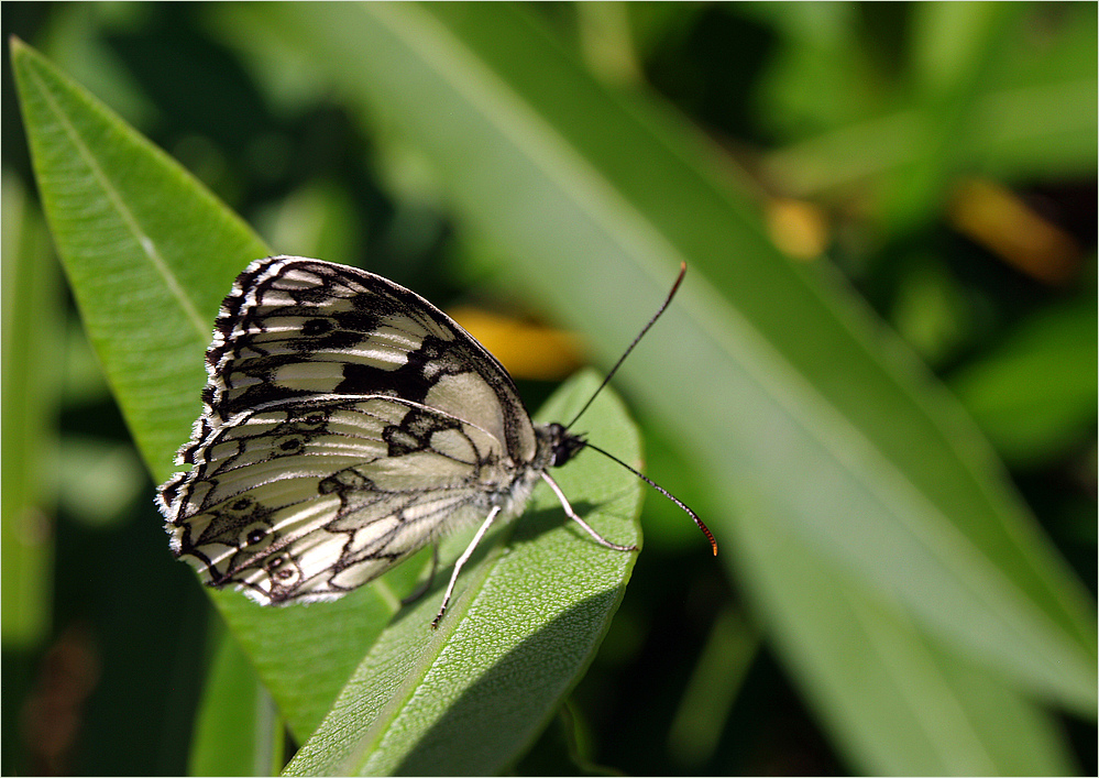 Papillon demi-deuil - Melanargia galathea Schmetterling