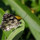 Papillon demi-deuil - Melanargia galathea Schmetterling