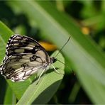 Papillon demi-deuil - Melanargia galathea Schmetterling