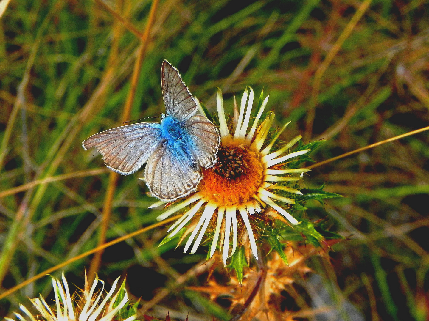 Papillon des Alpes