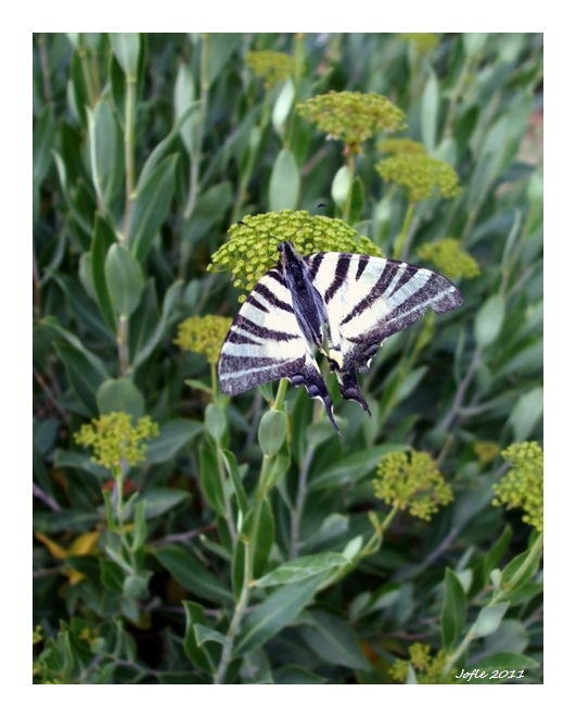 Papillon des Baux