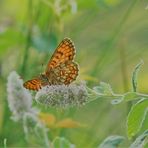 Papillon des champs