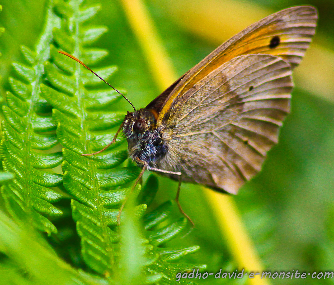 papillon des jardins