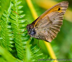 papillon des jardins