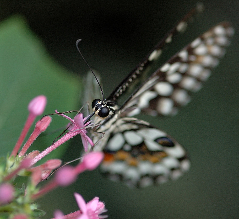 Papillon des Philippines