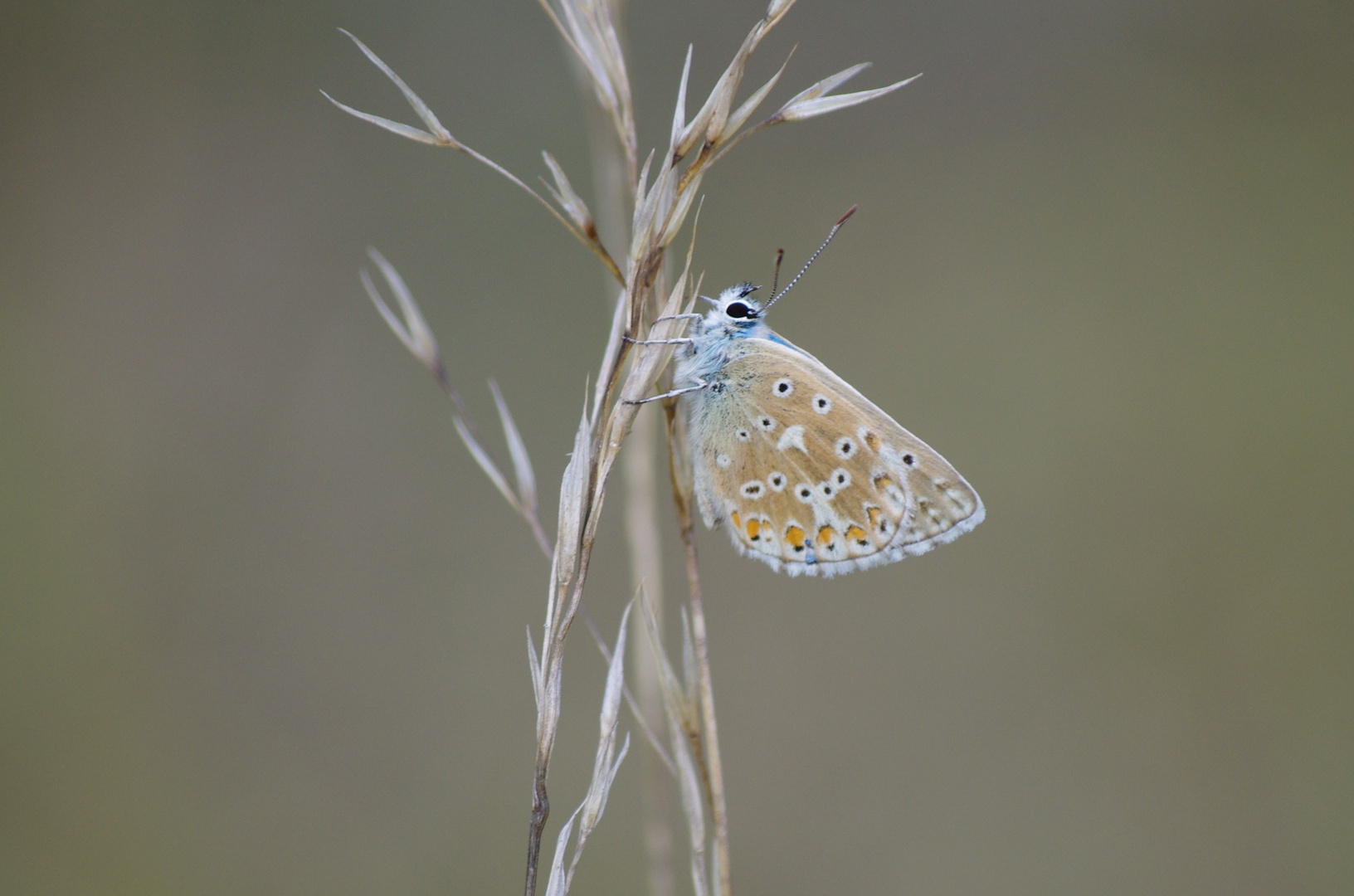 Papillon d'été