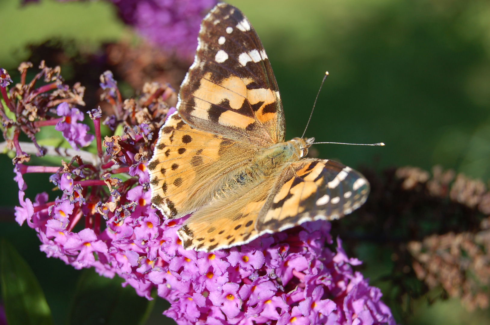 Papillon d'été