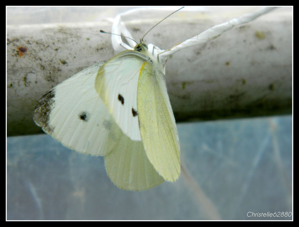 papillon