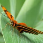 Papillon Doré