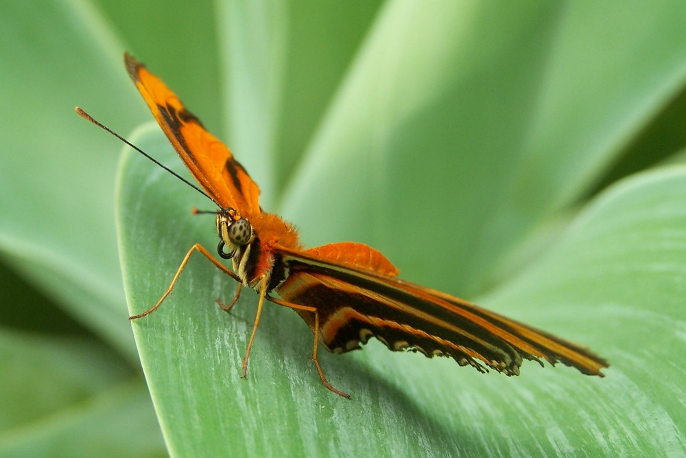 Papillon Doré photo et image macro nature, macro insectes, proxiphotographies Images