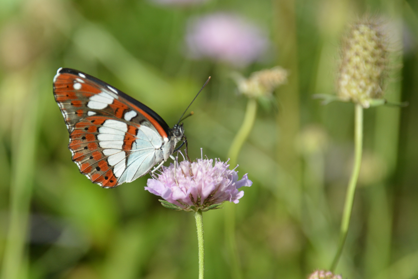 Papillon du Cap Corse