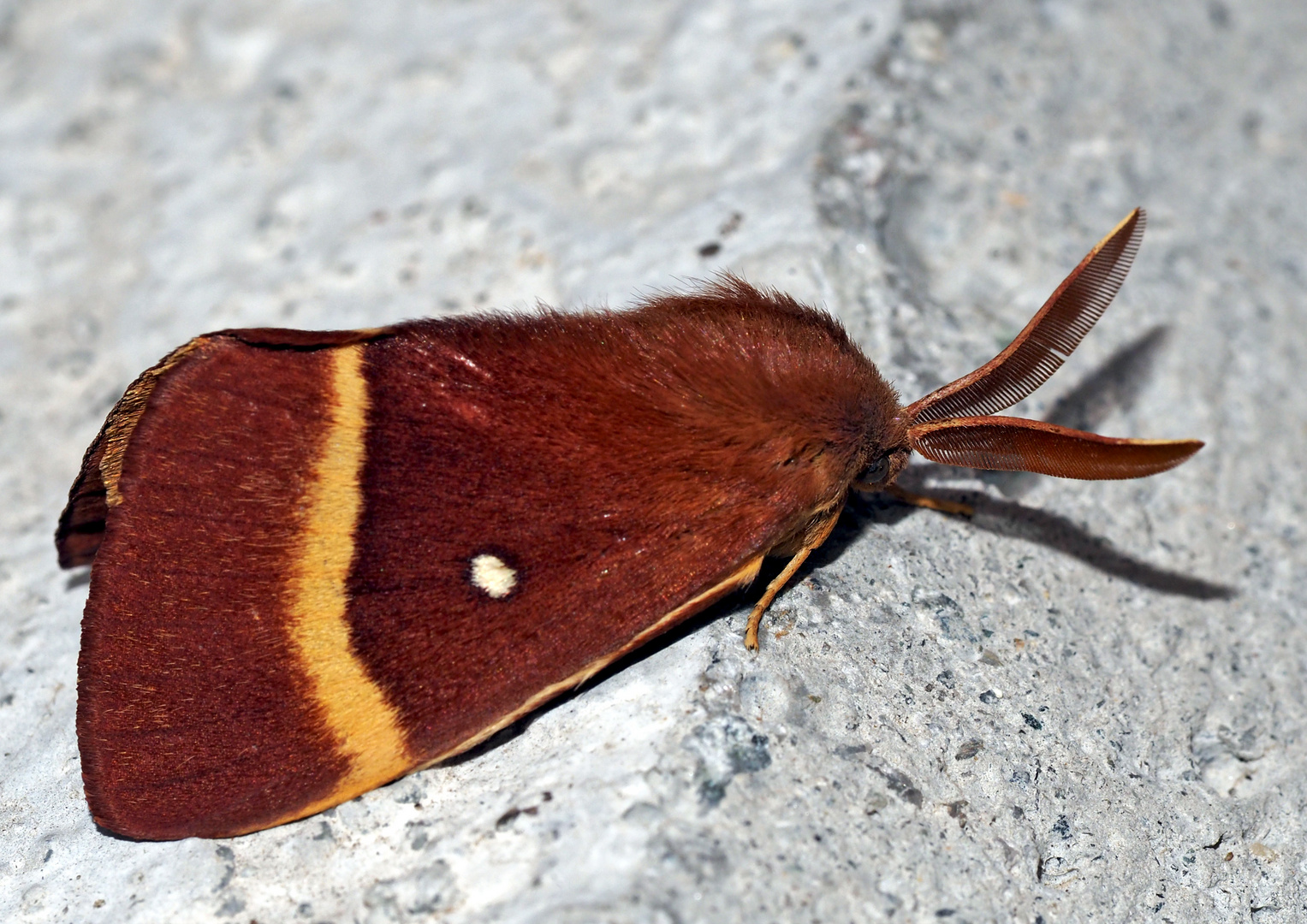 Papillon du chêne (Lasiocampa quercus) - Eichenspinner.