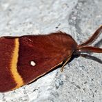 Papillon du chêne (Lasiocampa quercus) - Eichenspinner.