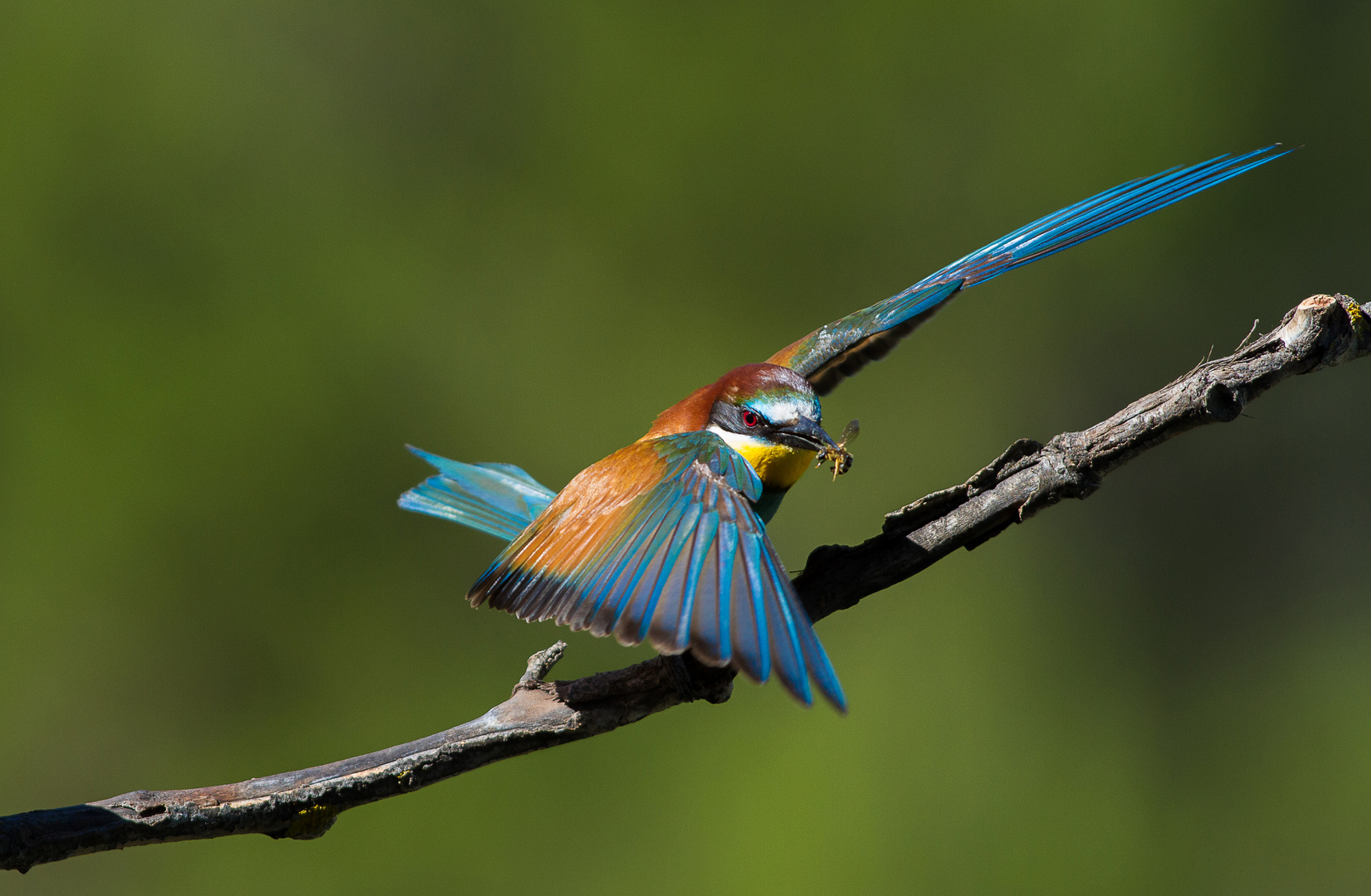 Papillon du ciel