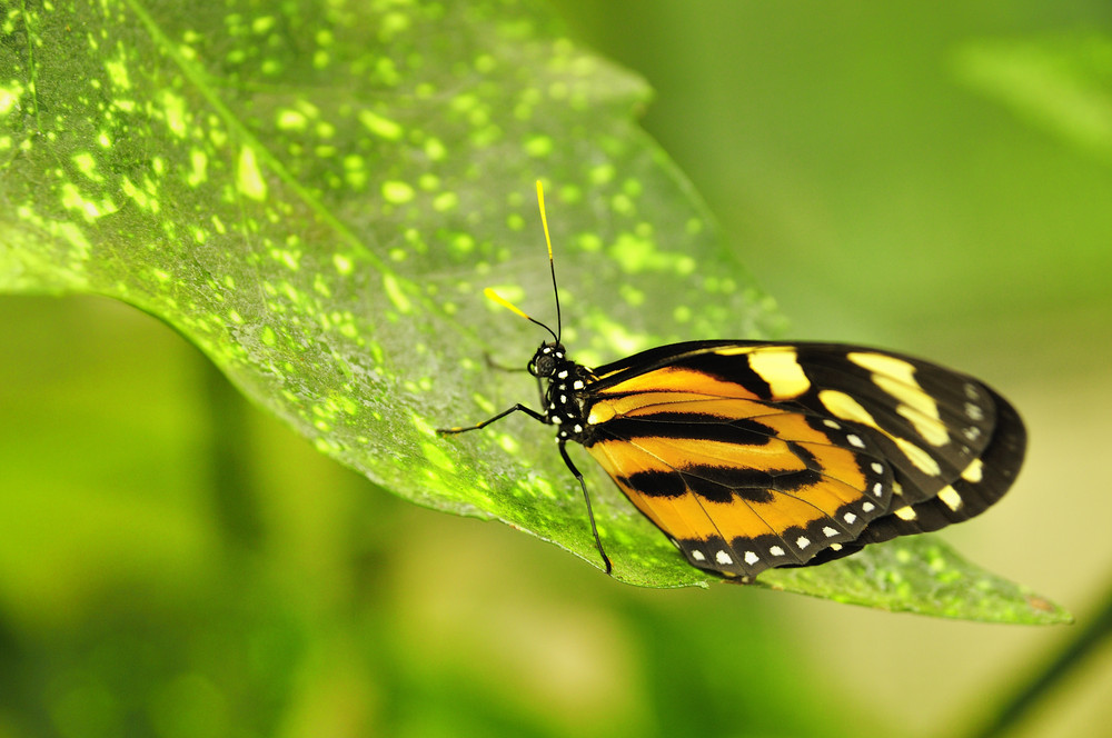 PAPILLON DU COSTA RICA